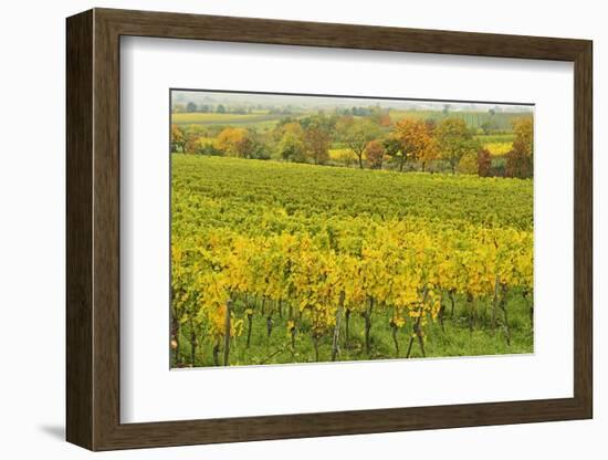 Vineyard Landscape, Near Neustadt, German Wine Route, Rhineland-Palatinate, Germany, Europe-Jochen Schlenker-Framed Photographic Print