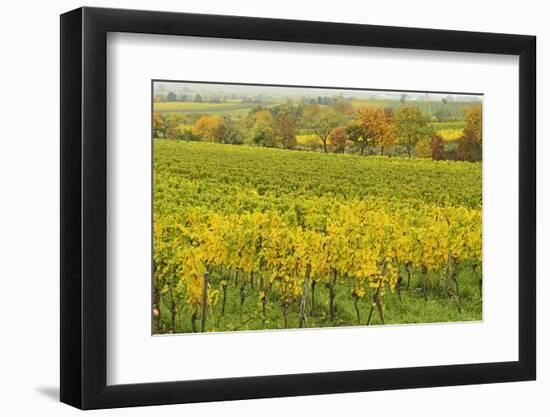 Vineyard Landscape, Near Neustadt, German Wine Route, Rhineland-Palatinate, Germany, Europe-Jochen Schlenker-Framed Photographic Print