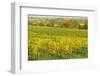 Vineyard Landscape, Near Neustadt, German Wine Route, Rhineland-Palatinate, Germany, Europe-Jochen Schlenker-Framed Photographic Print