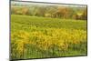 Vineyard Landscape, Near Neustadt, German Wine Route, Rhineland-Palatinate, Germany, Europe-Jochen Schlenker-Mounted Photographic Print