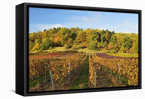 Vineyard Landscape, Near St. Martin, German Wine Route, Rhineland-Palatinate, Germany, Europe-Jochen Schlenker-Framed Stretched Canvas