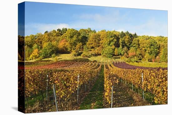 Vineyard Landscape, Near St. Martin, German Wine Route, Rhineland-Palatinate, Germany, Europe-Jochen Schlenker-Stretched Canvas