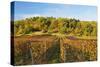 Vineyard Landscape, Near St. Martin, German Wine Route, Rhineland-Palatinate, Germany, Europe-Jochen Schlenker-Stretched Canvas