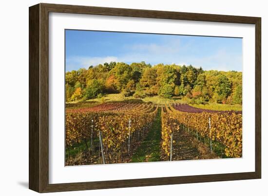 Vineyard Landscape, Near St. Martin, German Wine Route, Rhineland-Palatinate, Germany, Europe-Jochen Schlenker-Framed Photographic Print