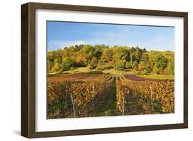 Vineyard Landscape, Near St. Martin, German Wine Route, Rhineland-Palatinate, Germany, Europe-Jochen Schlenker-Framed Photographic Print