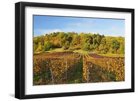 Vineyard Landscape, Near St. Martin, German Wine Route, Rhineland-Palatinate, Germany, Europe-Jochen Schlenker-Framed Photographic Print