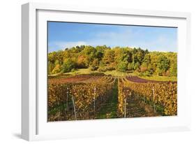 Vineyard Landscape, Near St. Martin, German Wine Route, Rhineland-Palatinate, Germany, Europe-Jochen Schlenker-Framed Photographic Print