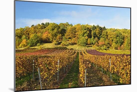 Vineyard Landscape, Near St. Martin, German Wine Route, Rhineland-Palatinate, Germany, Europe-Jochen Schlenker-Mounted Photographic Print