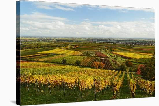 Vineyard Landscape, Near St. Martin, German Wine Route, Rhineland-Palatinate, Germany, Europe-Jochen Schlenker-Stretched Canvas