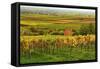 Vineyard Landscape, Near St. Martin, German Wine Route, Rhineland-Palatinate, Germany, Europe-Jochen Schlenker-Framed Stretched Canvas