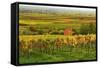 Vineyard Landscape, Near St. Martin, German Wine Route, Rhineland-Palatinate, Germany, Europe-Jochen Schlenker-Framed Stretched Canvas