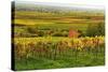 Vineyard Landscape, Near St. Martin, German Wine Route, Rhineland-Palatinate, Germany, Europe-Jochen Schlenker-Stretched Canvas