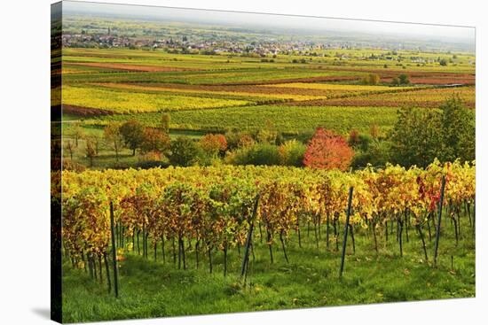 Vineyard Landscape, Near St. Martin, German Wine Route, Rhineland-Palatinate, Germany, Europe-Jochen Schlenker-Stretched Canvas