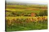 Vineyard Landscape, Near St. Martin, German Wine Route, Rhineland-Palatinate, Germany, Europe-Jochen Schlenker-Stretched Canvas