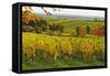 Vineyard Landscape, Near St. Martin, German Wine Route, Rhineland-Palatinate, Germany, Europe-Jochen Schlenker-Framed Stretched Canvas