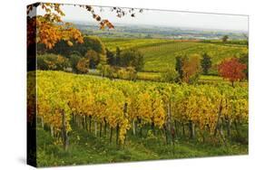 Vineyard Landscape, Near St. Martin, German Wine Route, Rhineland-Palatinate, Germany, Europe-Jochen Schlenker-Stretched Canvas