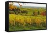 Vineyard Landscape, Near St. Martin, German Wine Route, Rhineland-Palatinate, Germany, Europe-Jochen Schlenker-Framed Stretched Canvas