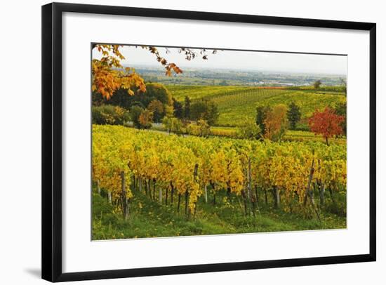 Vineyard Landscape, Near St. Martin, German Wine Route, Rhineland-Palatinate, Germany, Europe-Jochen Schlenker-Framed Photographic Print