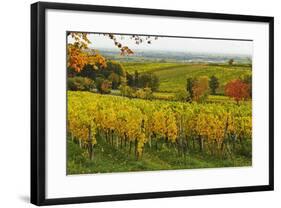 Vineyard Landscape, Near St. Martin, German Wine Route, Rhineland-Palatinate, Germany, Europe-Jochen Schlenker-Framed Photographic Print