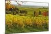 Vineyard Landscape, Near St. Martin, German Wine Route, Rhineland-Palatinate, Germany, Europe-Jochen Schlenker-Mounted Photographic Print