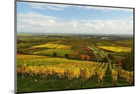 Vineyard Landscape, Near St. Martin, German Wine Route, Rhineland-Palatinate, Germany, Europe-Jochen Schlenker-Mounted Photographic Print