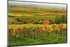 Vineyard Landscape, Near St. Martin, German Wine Route, Rhineland-Palatinate, Germany, Europe-Jochen Schlenker-Mounted Photographic Print