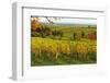 Vineyard Landscape, Near St. Martin, German Wine Route, Rhineland-Palatinate, Germany, Europe-Jochen Schlenker-Framed Photographic Print