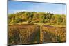 Vineyard Landscape, Near St. Martin, German Wine Route, Rhineland-Palatinate, Germany, Europe-Jochen Schlenker-Mounted Photographic Print