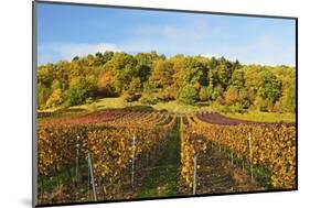 Vineyard Landscape, Near St. Martin, German Wine Route, Rhineland-Palatinate, Germany, Europe-Jochen Schlenker-Mounted Photographic Print