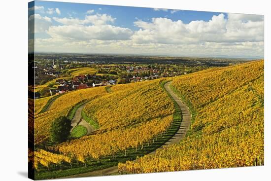 Vineyard Landscape, Ortenau, Baden Wine Route, Baden-Wurttemberg, Germany, Europe-Jochen Schlenker-Stretched Canvas