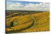 Vineyard Landscape, Ortenau, Baden Wine Route, Baden-Wurttemberg, Germany, Europe-Jochen Schlenker-Stretched Canvas