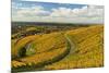 Vineyard Landscape, Ortenau, Baden Wine Route, Baden-Wurttemberg, Germany, Europe-Jochen Schlenker-Mounted Photographic Print