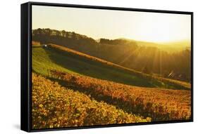 Vineyard Landscape, Ortenau, Baden Wine Route, Baden-Wurttemberg, Germany, Europe-Jochen Schlenker-Framed Stretched Canvas