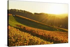 Vineyard Landscape, Ortenau, Baden Wine Route, Baden-Wurttemberg, Germany, Europe-Jochen Schlenker-Stretched Canvas