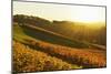 Vineyard Landscape, Ortenau, Baden Wine Route, Baden-Wurttemberg, Germany, Europe-Jochen Schlenker-Mounted Photographic Print