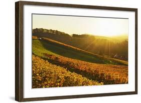 Vineyard Landscape, Ortenau, Baden Wine Route, Baden-Wurttemberg, Germany, Europe-Jochen Schlenker-Framed Photographic Print