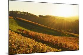 Vineyard Landscape, Ortenau, Baden Wine Route, Baden-Wurttemberg, Germany, Europe-Jochen Schlenker-Mounted Photographic Print