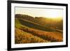 Vineyard Landscape, Ortenau, Baden Wine Route, Baden-Wurttemberg, Germany, Europe-Jochen Schlenker-Framed Photographic Print