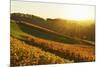 Vineyard Landscape, Ortenau, Baden Wine Route, Baden-Wurttemberg, Germany, Europe-Jochen Schlenker-Mounted Photographic Print