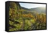 Vineyard Landscape, Ortenau, Baden Wine Route, Baden-Wurttemberg, Germany, Europe-Jochen Schlenker-Framed Stretched Canvas