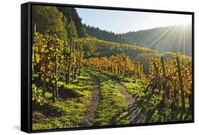 Vineyard Landscape, Ortenau, Baden Wine Route, Baden-Wurttemberg, Germany, Europe-Jochen Schlenker-Framed Stretched Canvas