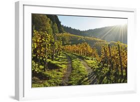 Vineyard Landscape, Ortenau, Baden Wine Route, Baden-Wurttemberg, Germany, Europe-Jochen Schlenker-Framed Photographic Print