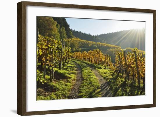 Vineyard Landscape, Ortenau, Baden Wine Route, Baden-Wurttemberg, Germany, Europe-Jochen Schlenker-Framed Photographic Print