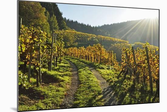 Vineyard Landscape, Ortenau, Baden Wine Route, Baden-Wurttemberg, Germany, Europe-Jochen Schlenker-Mounted Photographic Print