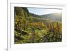 Vineyard Landscape, Ortenau, Baden Wine Route, Baden-Wurttemberg, Germany, Europe-Jochen Schlenker-Framed Photographic Print