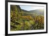 Vineyard Landscape, Ortenau, Baden Wine Route, Baden-Wurttemberg, Germany, Europe-Jochen Schlenker-Framed Photographic Print