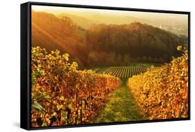 Vineyard Landscape, Ortenau, Baden Wine Route, Baden-Wurttemberg, Germany, Europe-Jochen Schlenker-Framed Stretched Canvas