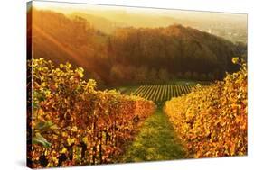 Vineyard Landscape, Ortenau, Baden Wine Route, Baden-Wurttemberg, Germany, Europe-Jochen Schlenker-Stretched Canvas