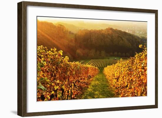 Vineyard Landscape, Ortenau, Baden Wine Route, Baden-Wurttemberg, Germany, Europe-Jochen Schlenker-Framed Photographic Print