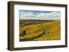 Vineyard Landscape, Ortenau, Baden Wine Route, Baden-Wurttemberg, Germany, Europe-Jochen Schlenker-Framed Photographic Print